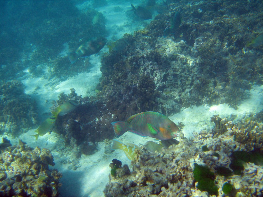 Reef & Marine Life